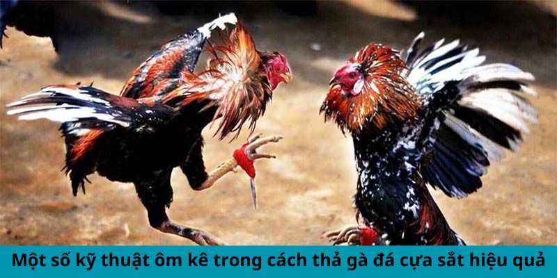 Một số kỹ thuật ôm kê trong cách thả gà đá cựa sắt hiệu quả