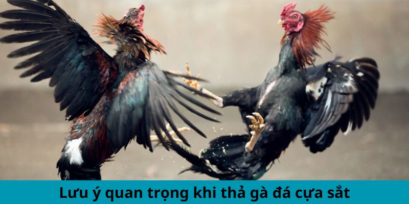 Những điều phải chú ý khi buông gà đá cựa sắt