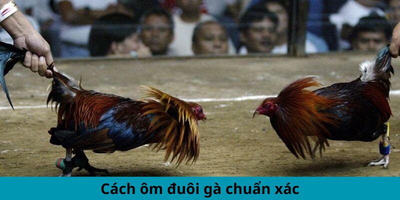 Cách ôm đuôi gà chuẩn xác