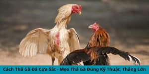 cách thả gà đá cựa sắt