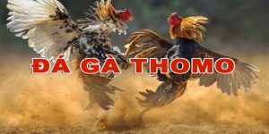 trực tiếp đá gà thomo